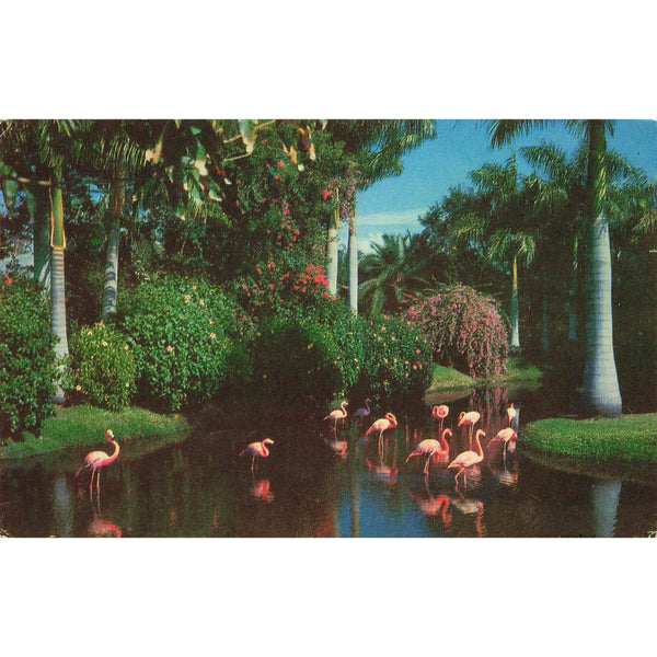 Postcard Flamingoes and Royal Palm Trees In a Stately Setting In Florida Vintage Chrome Posted