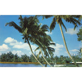 Postcard Whispering Palms, Florida Vintage Chrome Posted