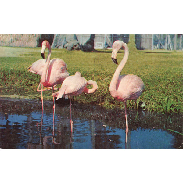 Postcard Flamingoes in a Florida Wading Pool Vintage Chrome Posted