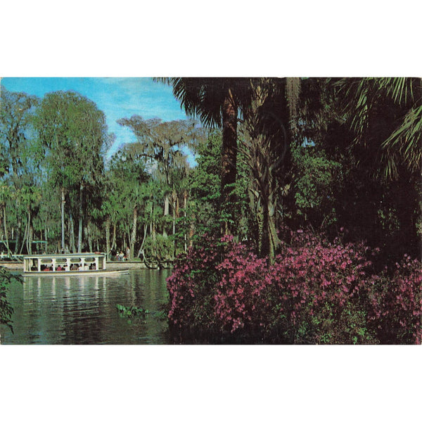 Postcard Florida's Silver Springs Vintage Chrome Posted 1960