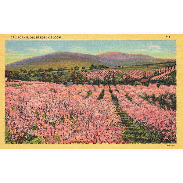 Postcard California Orchards In Bloom 512 Vintage Linen Unposted 1930-1950