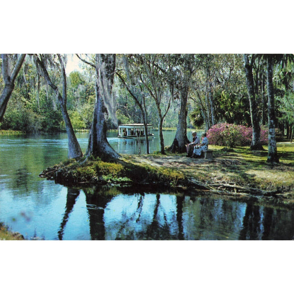 Postcard A Beautiful Florida Scene, Silver Springs, Florida Chrome Unposted