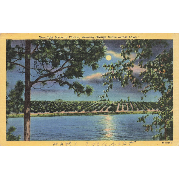 Postcard Moonlight Scene in Florida, showing Orange Grove across Lake, Vintage White Border Posted 1917-1929