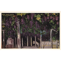 Postcard Grape Arbor In California 5946 Vintage White Border Unposted 1917-1929