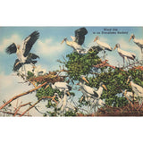 Postcard Wood Ibis in an Everglades Rookery Vintage Linen Posted 1930-1950