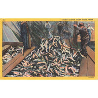 Postcard Loading Salmon, Puget Sound, Wash. Linen Unposted 1930-1950