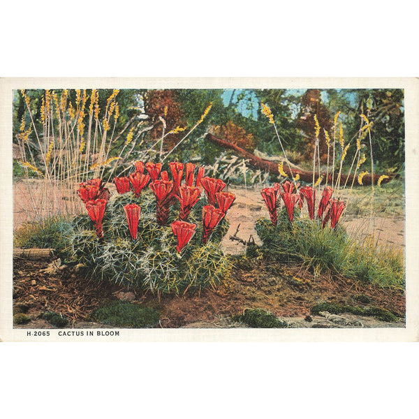 Postcard Cactus In Bloom Vintage Fred Harvey Divided Back Unposted