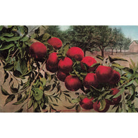 Postcard How Red Apples Grow In Oregon Vintage Divided Back Unposted 1907-1915