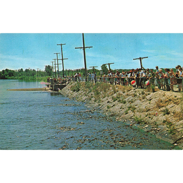 Postcard Feeding the Fish at Spillway, Pymatuning Lake, Linesville, Pa. Chrome Unposted 1939-1970s