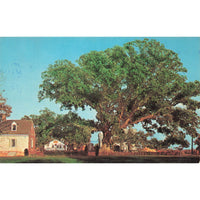 Postcard The Wye Oak and Schoolhouse, Wye Mills, Maryland Chrome 1939-1970s
