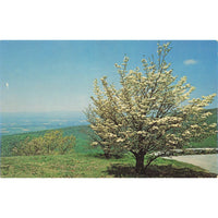 Postcard Dogwood in the Blue Ridge Mountains Vintage Chrome Unposted 1939-1970s