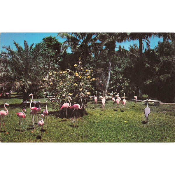 Postcard Florida's Famous Flamingos Vintage Chrome Posted 1939-1970s