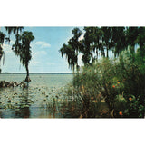 Postcard Sub-Tropical Cypress Swamp, Florida Vintage Chrome Posted 1939-1970s