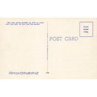 Postcard "Neck Breaker" Big Trees Park, Santa Cruz County, Calif. Linen Unposted 1930-1950