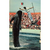 Postcard Bimbo, The Whale of Marineland Of the Pacific Vintage Chrome Unposted 1939-1970s