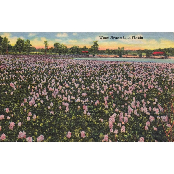 Postcard Water Hyacinths In Florida 3B-HB44 Vintage Linen Unposted 1930-1950 Vintage Postcard