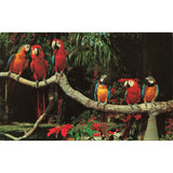 Postcard Parrot Jungle, Miami, Florida Vintage Chrome Posted 1939-1970s